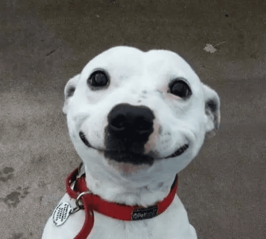 21 Heartwarming Dogs That Are Guaranteed To Make Your Day