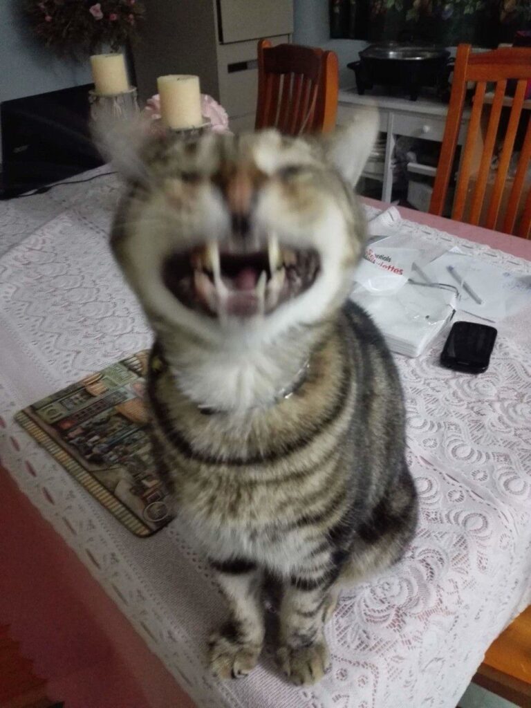 21 Of Cats Sneezing That Will Make You Laugh