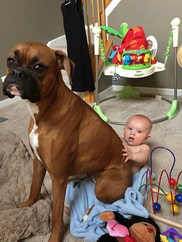 216 Hilarious That Prove Boxers Are The Weirdest Yet