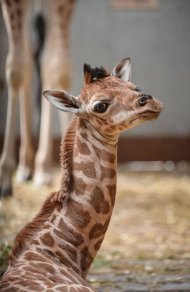 22 Reasons Giraffes Are The Greatest Images
