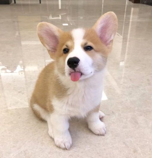 23 Reasons Why You Should Never Own Corgis Images