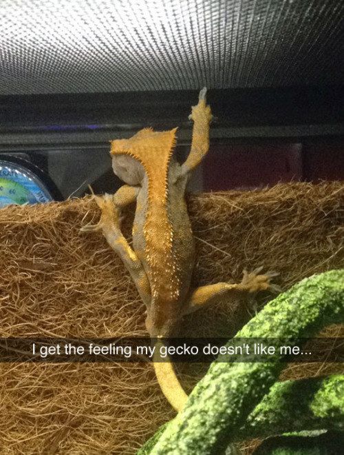 23 Snapchats That Are So Stupid That You Cant Help
