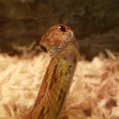 26 Adorable Snake Pics That Will Help You Conquer Your Fear