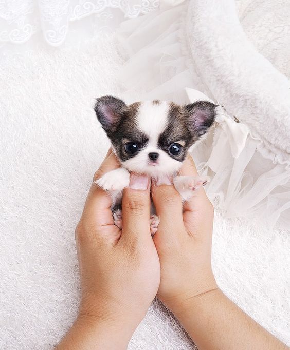 26 Teeny Tiny Puppies Guaranteed To Make You Say Awww