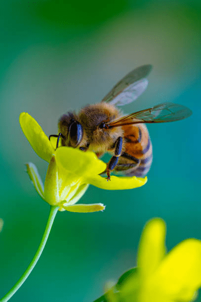 262900 Bee On Flower Stock Royaltyfree Images