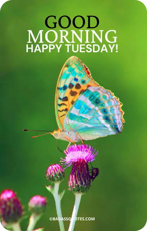 29 Beautiful Tuesday Good Morning Images | Happy Tuesday