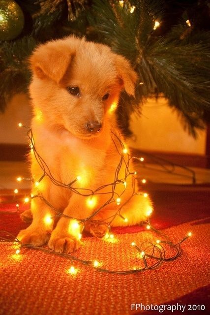 30 Dogs Who Think Theyre Christmas Trees Images