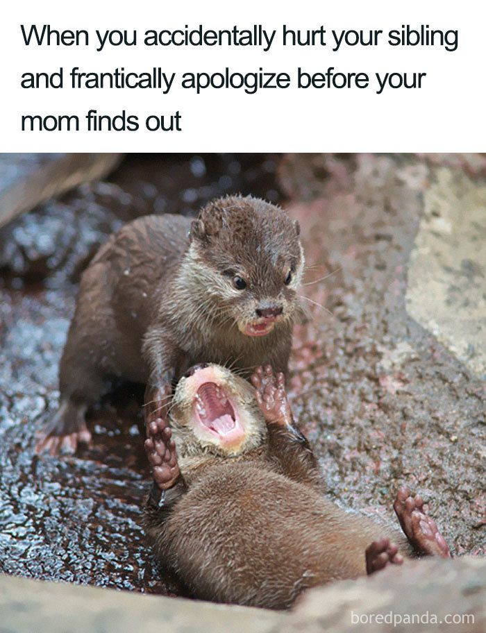 30 Of The Best Sibling Memes Ever