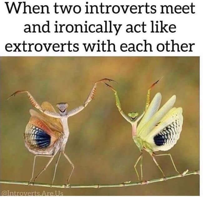 32 Painfully Accurate Animal Memes For Introverts Images