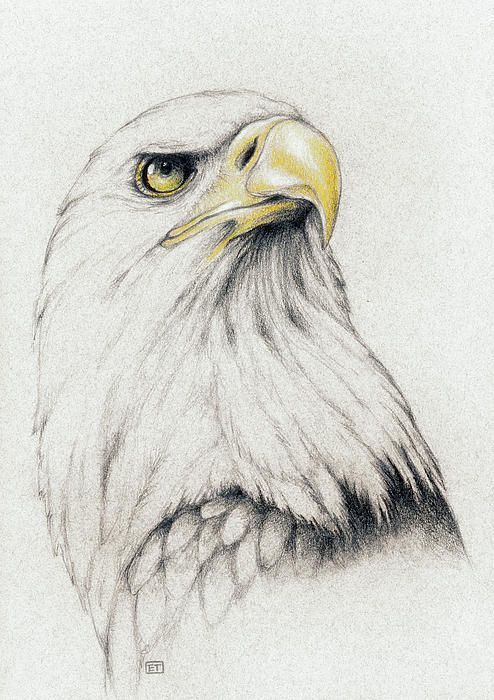 380 Eagle Drawing Ideas | Eagle Drawing, Drawings, Art Drawings