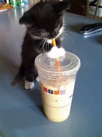 39 Overly Adorable Kittens To Brighten Your Day