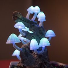 3D Printable Mushroom Caps for Glowing Mushroom Light             by Devin Monte HD Wallpaper