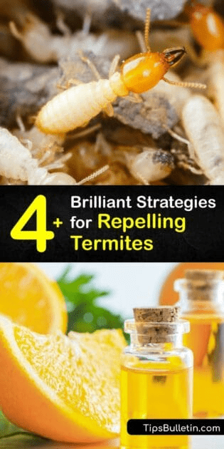 4+ Brilliant Strategies for Repelling Termites