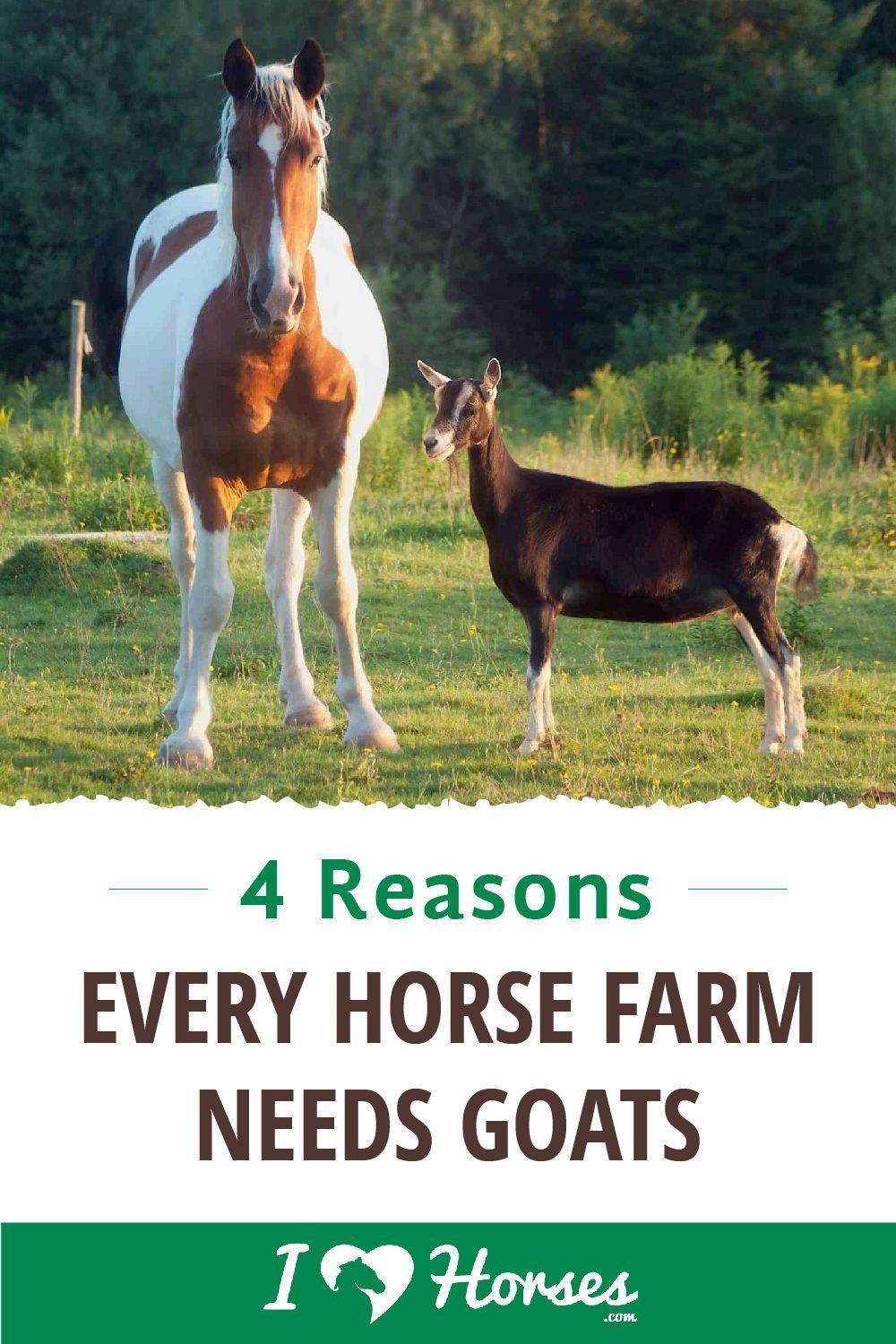 4 Reasons Every Horse Farm Needs A Goat HD Wallpaper