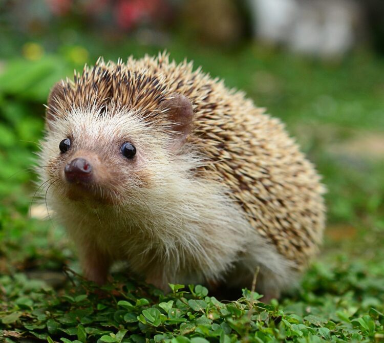 40 Adorable Hedgehog Pictures That Will Make You Want One