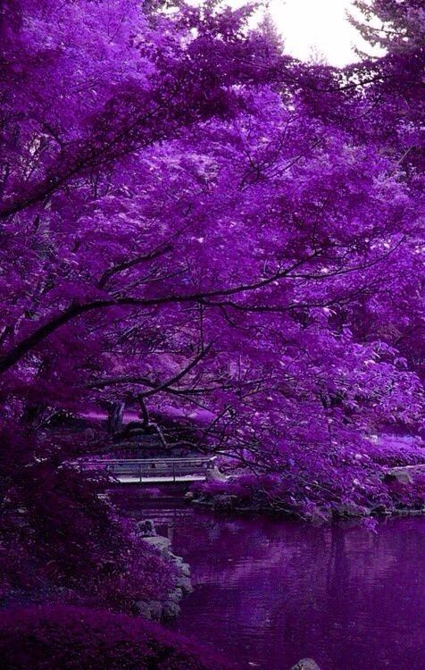 46 Things That Show the Power of Purple ...