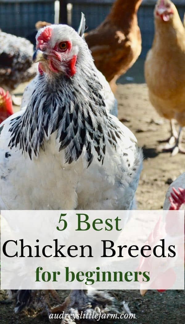 5 Best Chicken Breeds for Beginners , Audrey’s Little Farm