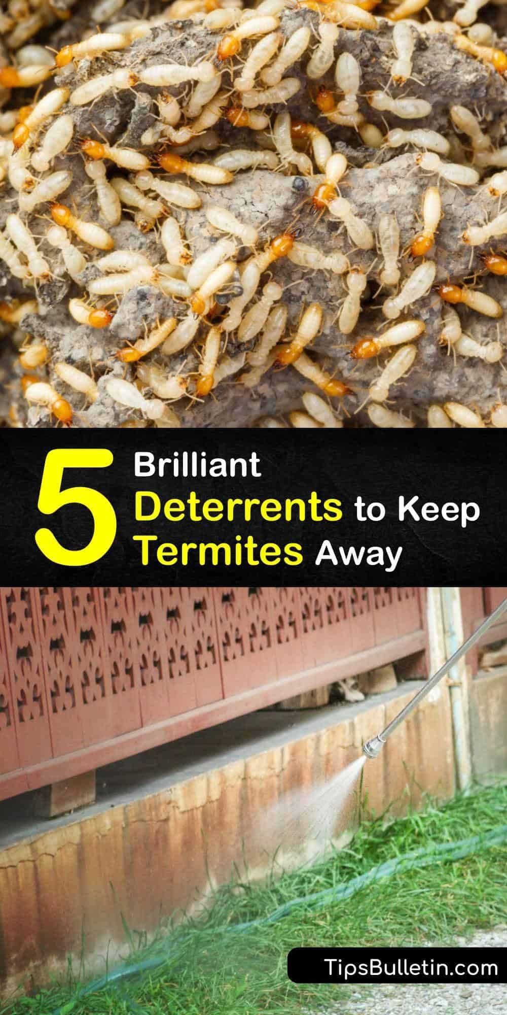 5 Brilliant Deterrents to Keep Termites Away