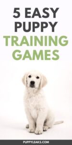 5 Easy Puppy Training Games HD Wallpaper