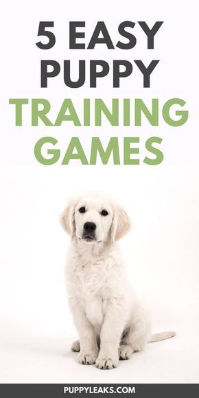 5 Easy Puppy Training Games