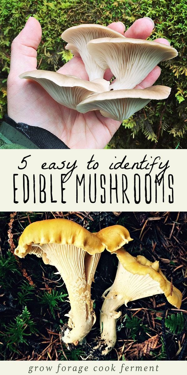5 Easy to Identify Edible Mushrooms HD Wallpaper