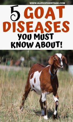 5 Goat Sicknesses And Diseases You Need To Know About