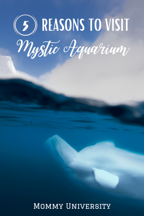 5 Reasons to Visit Mystic Aquarium