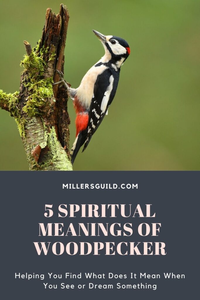 5 Spiritual Meanings Of Woodpecker Images