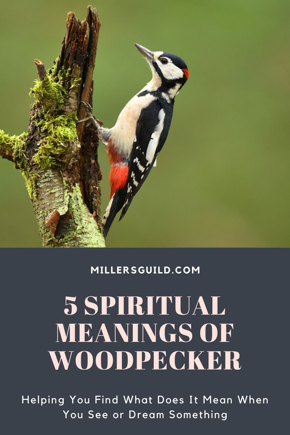 5 Spiritual Meanings of Woodpecker HD Wallpaper