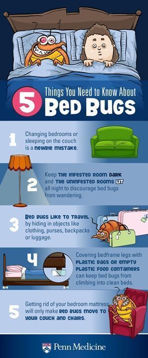 5 Things You Need to Know About Bed Bugs
