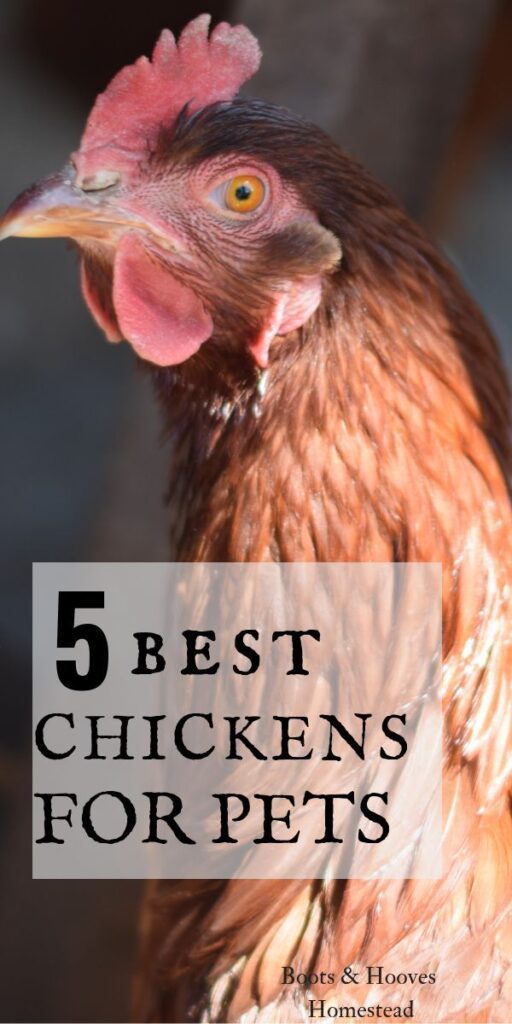 5 Of Our Favorite Best Chickens For Pets Images
