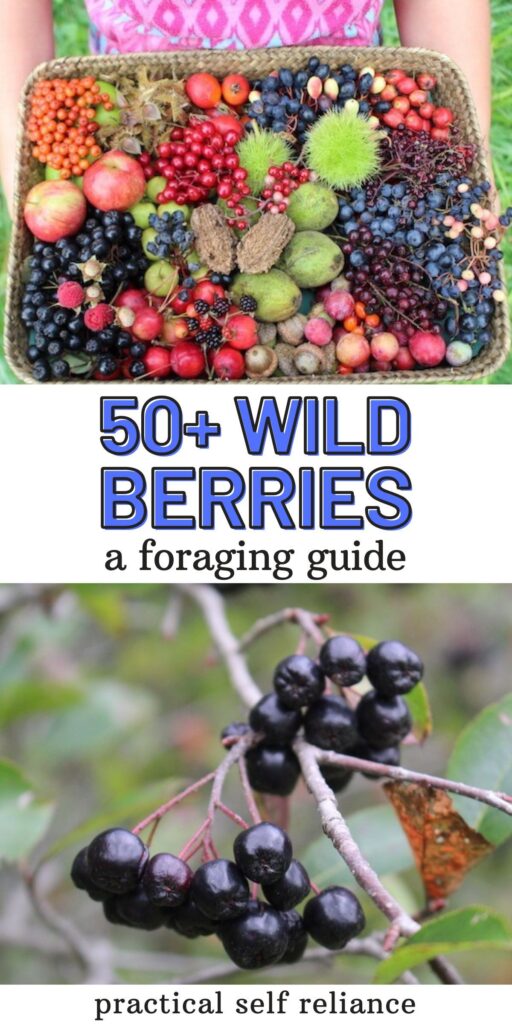 50+ Edible Wild Berries &Amp; Fruits ~ A Foragers Guide