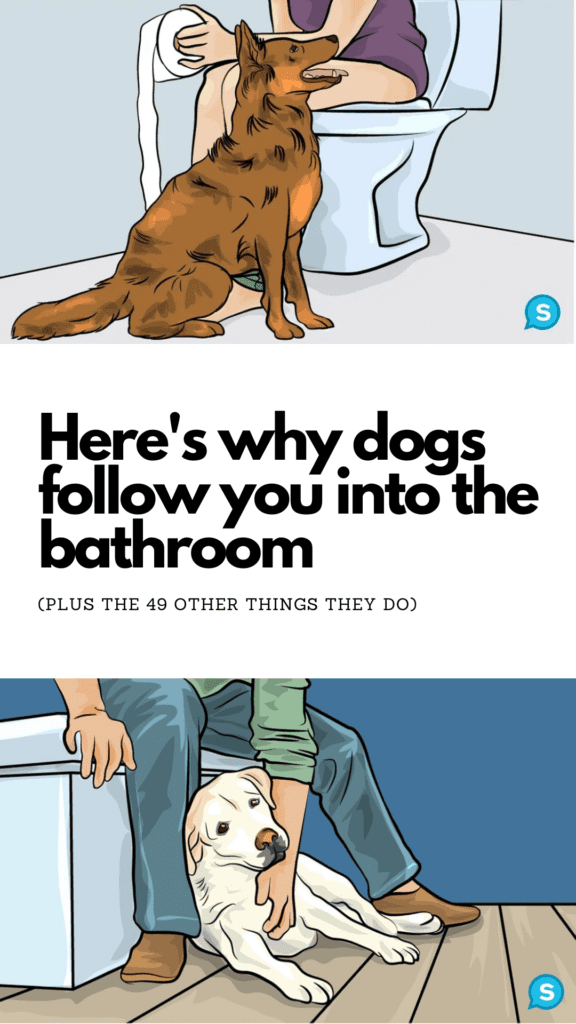 50 Various Dog Behaviors And What They Mean When They