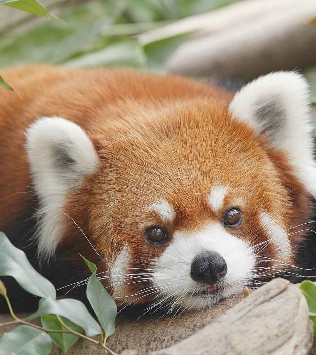 51 Amazing And Interesting Red Panda Facts For Kids Images