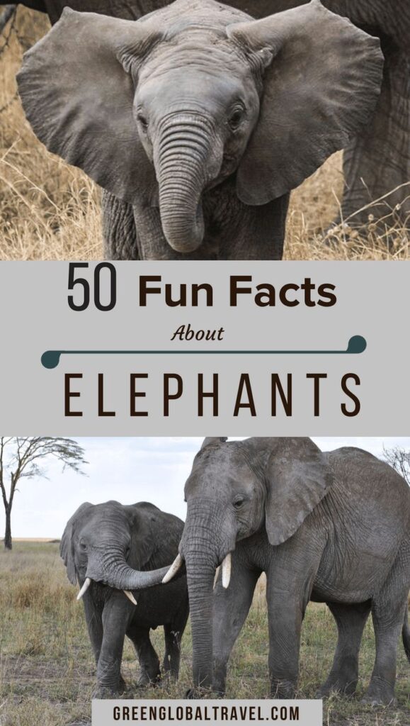 55 Interesting Facts About Elephants For World Elephant Day Images