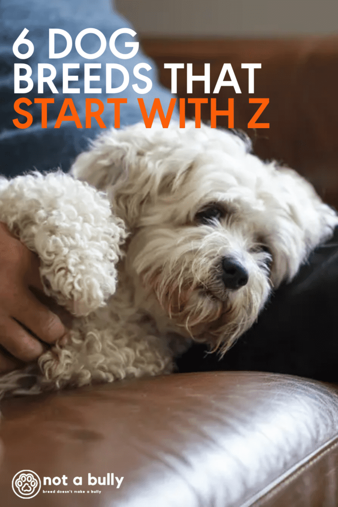 6 Dog Breeds That Start With Z With Videos Images