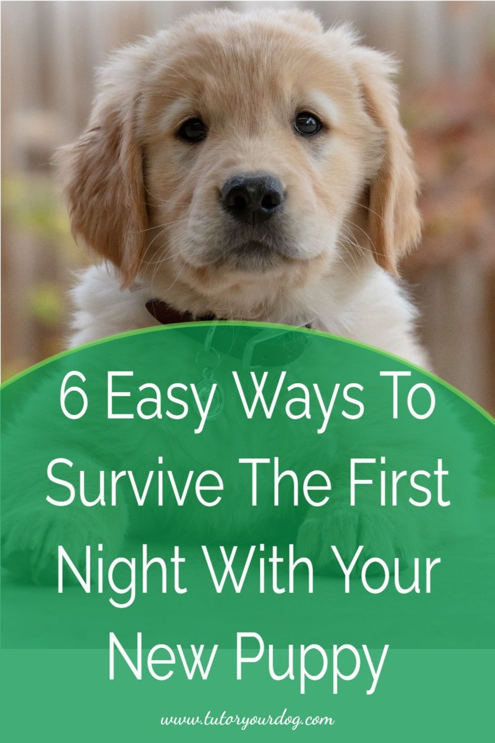 6 Simple Tips For Surviving The First Night With Your New Puppy - Tutor Your Dog