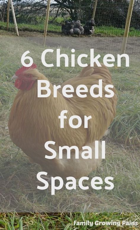 6 Top Chicken Breeds for Small Spaces » Homesteading Where You Are