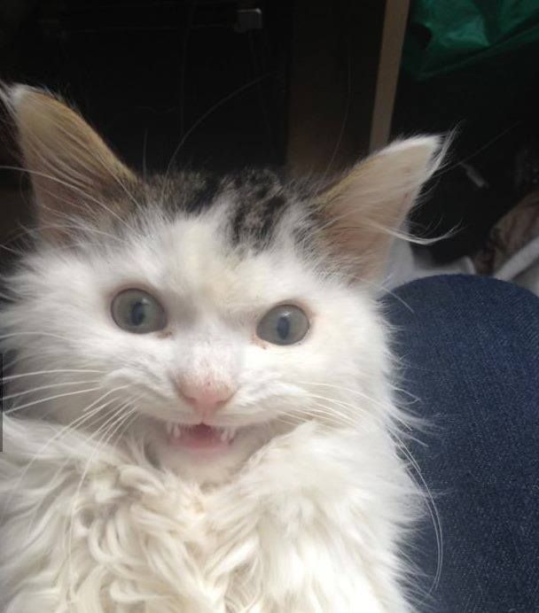 60 Over Dramatic Cats That Deserve An Oscar For Being