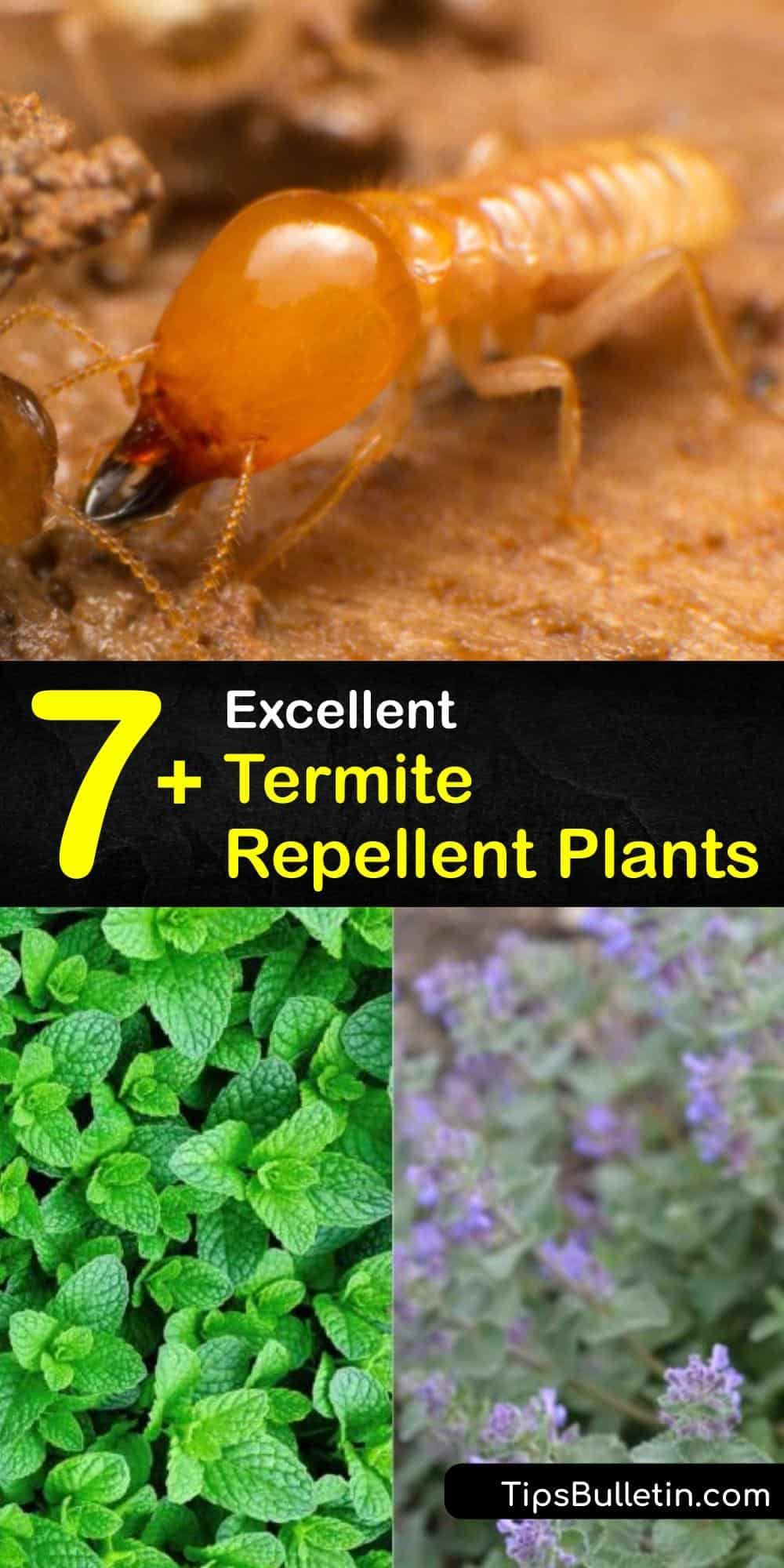 7+ Excellent Termite Repellent Plants