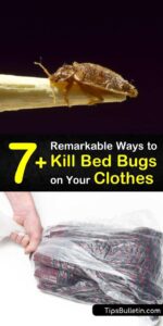 7+ Remarkable Ways to Kill Bed Bugs on Your Clothes HD Wallpaper