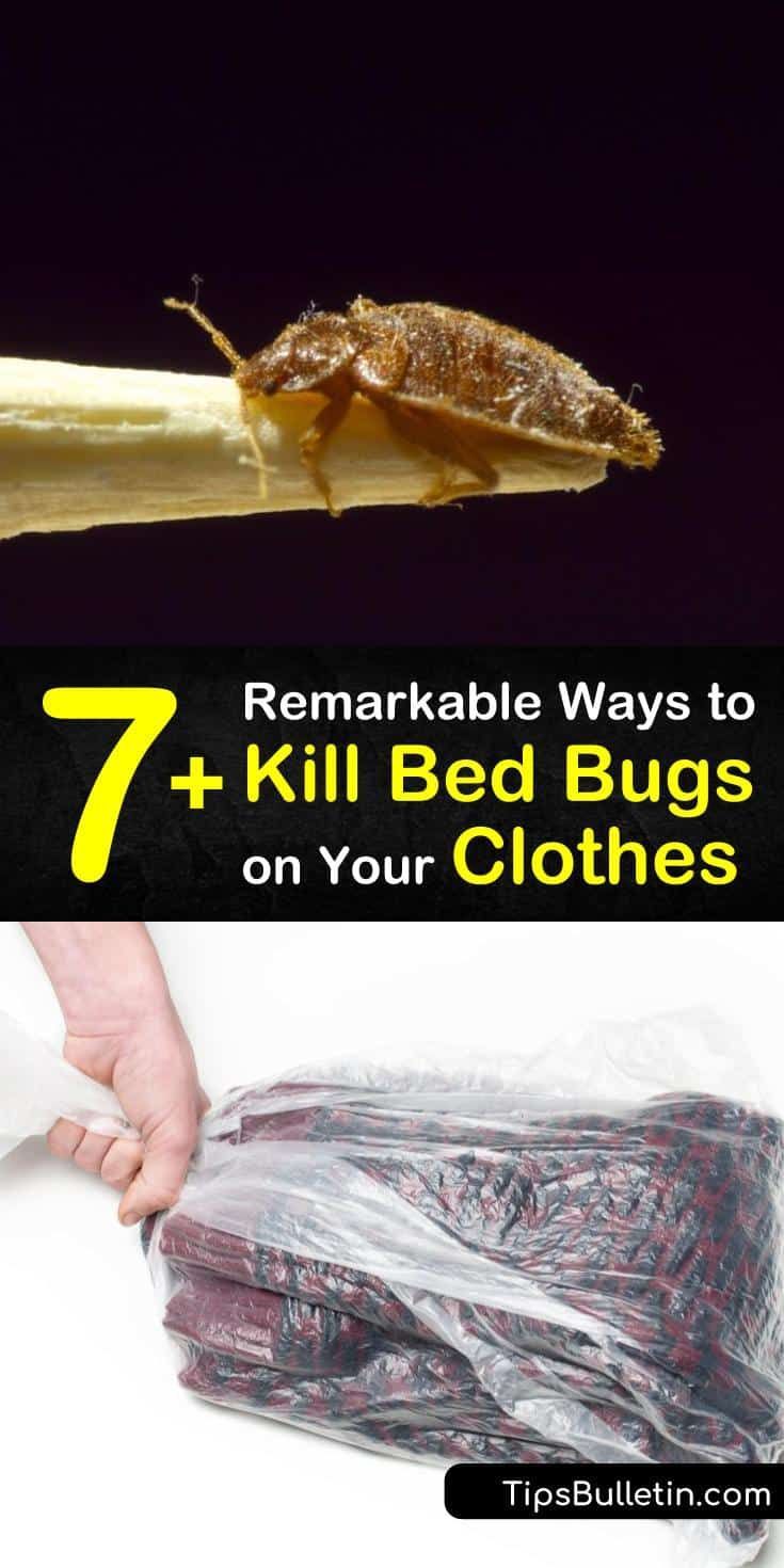 7+ Remarkable Ways to Kill Bed Bugs on Your Clothes