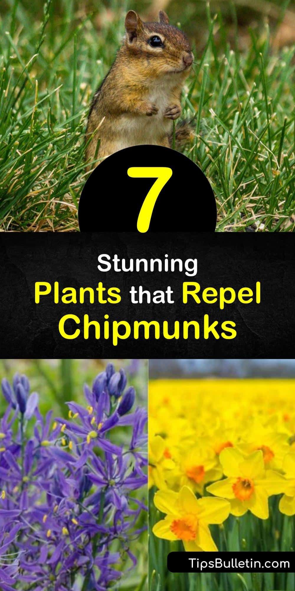 7 Stunning Plants that Repel Chipmunks HD Wallpaper