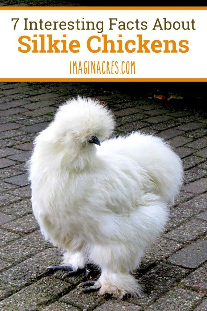 7 Unique Features Of Silkie Chickens Images