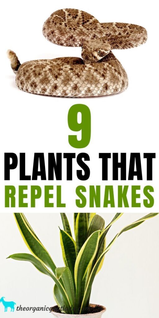 9 Plants That Repel Snakes The Organic Goat Lady