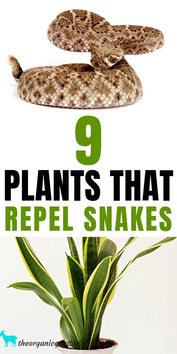 9 Plants That Repel Snakes , The Organic Goat Lady
