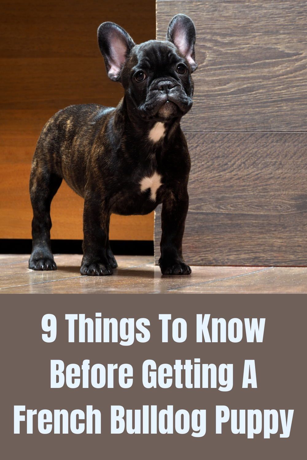 9 Things To Know Before Getting A French Bulldog Puppy