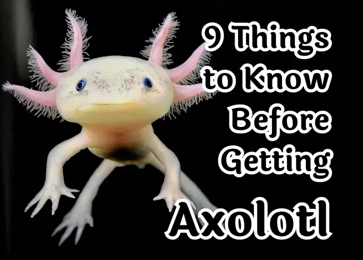 9 things to know before getting an Axolotl pet