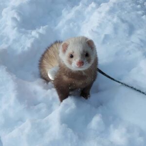 @TrashySoda | Funny ferrets, Pretty animals, Pet ferret HD Wallpaper