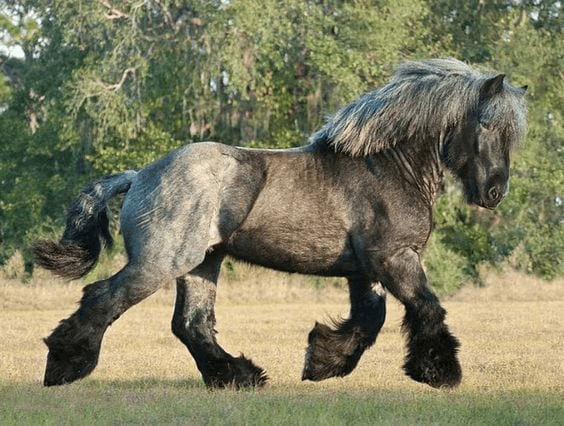 A Collection Of Draft Horses To Make You Swoon Images